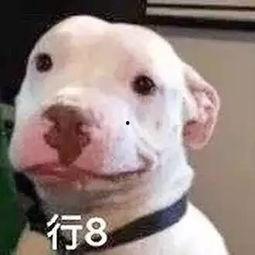 微信公众号娱乐圈吃瓜